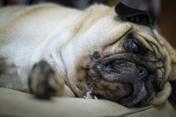 懒惰的哈巴狗图片下载