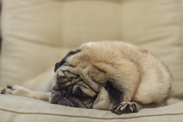 懒惰的哈巴狗图片下载