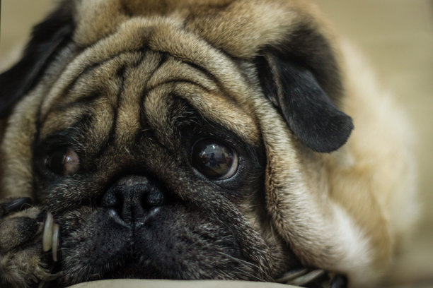 懒惰的哈巴狗图片下载