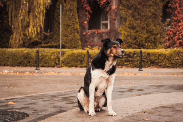 秋天公园里的一只流浪狗图片下载