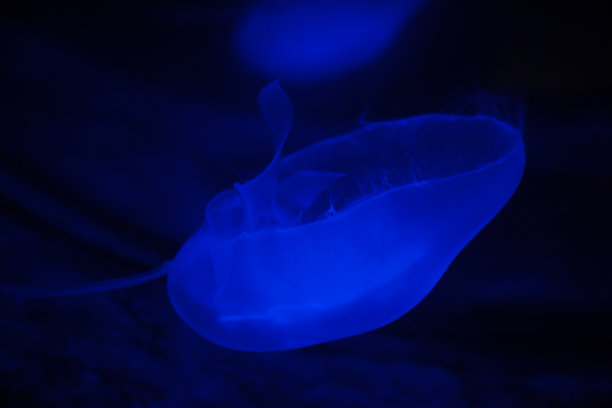 美杜莎图片下载