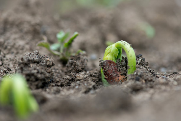 近距离观察豆科种子的萌发，重点是在乡村花园中选择性种植图片下载