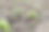近距离观察豆科种子的萌发，重点是在乡村花园中选择性种植图片下载