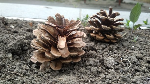 棕色的球果裸露在地面上。图片下载