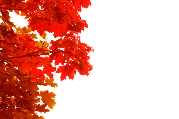 秋天的公园有红色的落叶图片下载