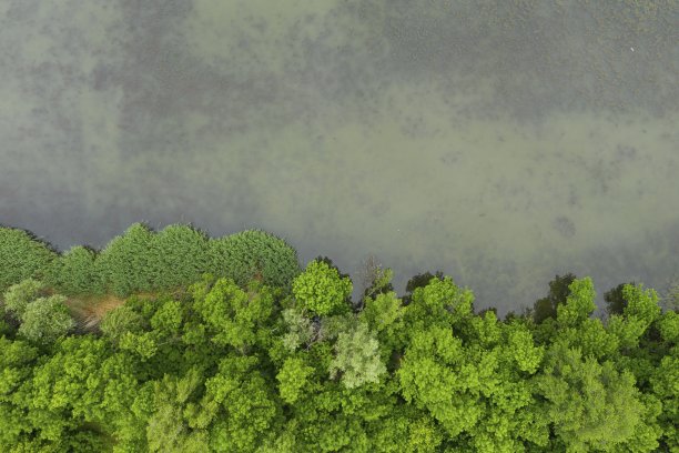 水平空中从上到下无人机的森林与绿树沿着河流。图片下载