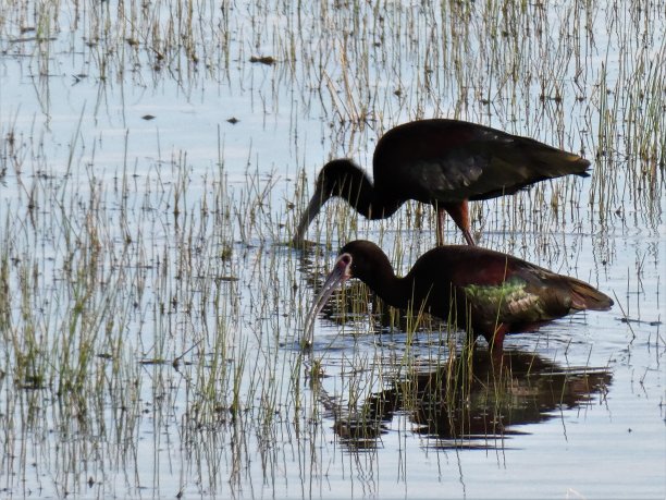 白面朱鹮在浅水中觅食图片下载