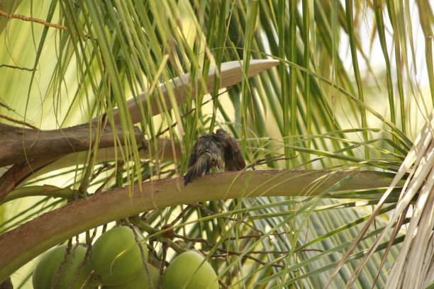 一个在树上浑身湿透的喋喋不休的人图片下载