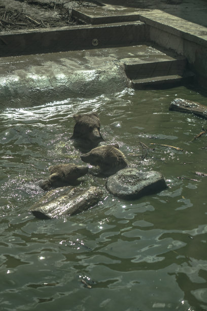 熊在动物园的游泳池和大自然中游泳。动物在湖里游泳。库存图片图片下载