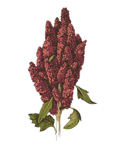 手绘单色藜麦植物图片下载