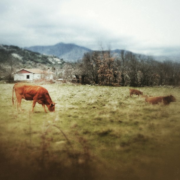 在草地上吃草的牛图片下载