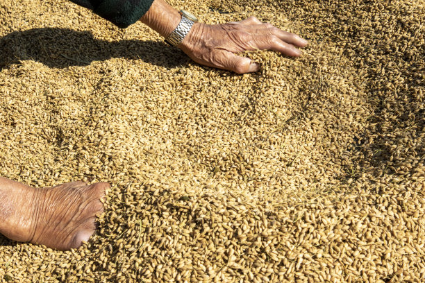 爷爷的手忙着晒收获的稻子图片下载