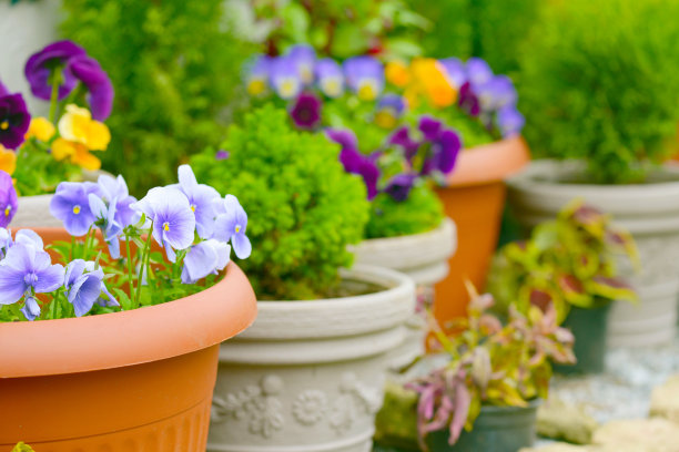 美丽的开花植物和花在花盆户外图片下载