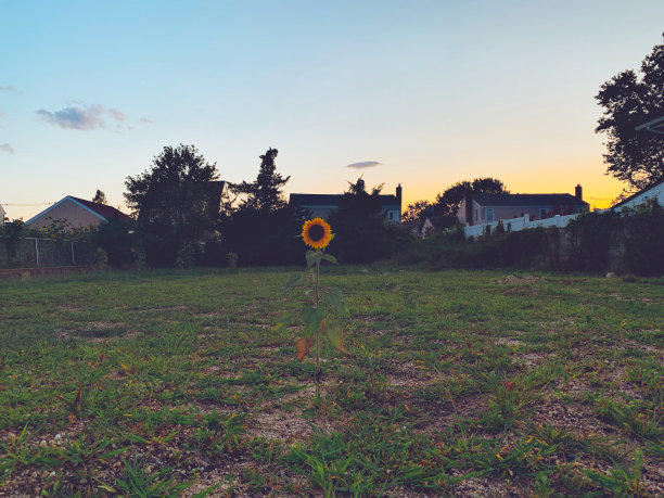 只有葵花图片下载