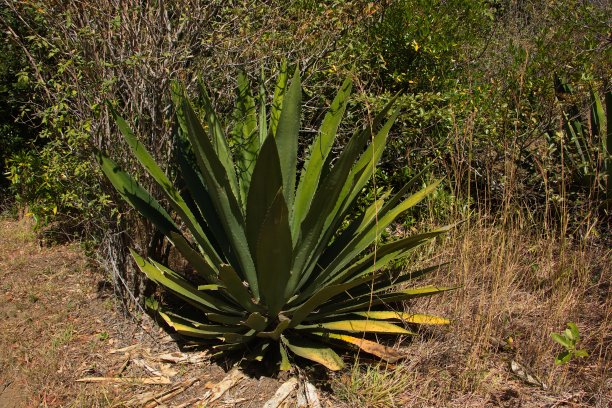 龙舌兰植物图片下载