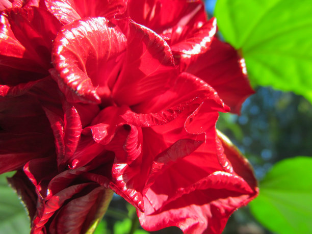 红色的花木槿。图片下载