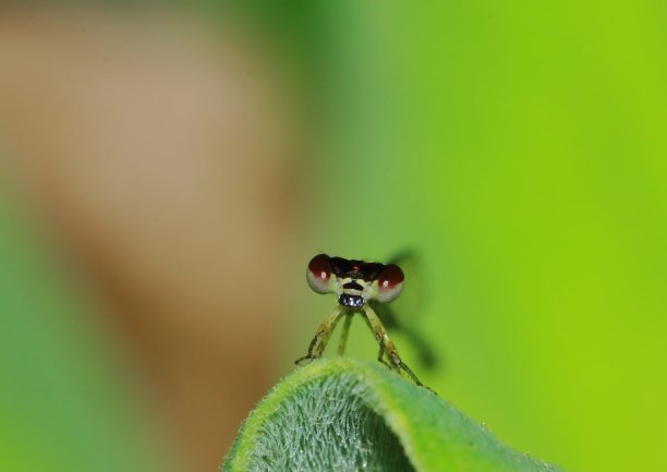 大自然中的蜻蜓图片下载