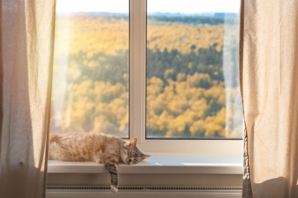 那只猫躺在玻璃后面有黄色秋树的窗户旁。隔离因冠状病毒大流行，概念图片下载