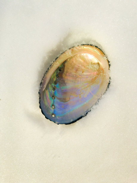 Abolone Shell在白色背景图片下载