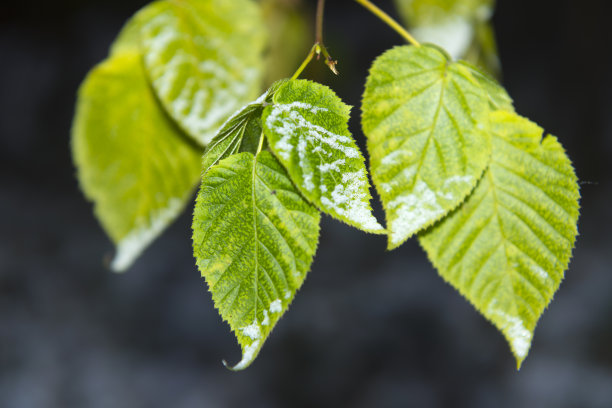 树叶覆盖着初雪图片下载