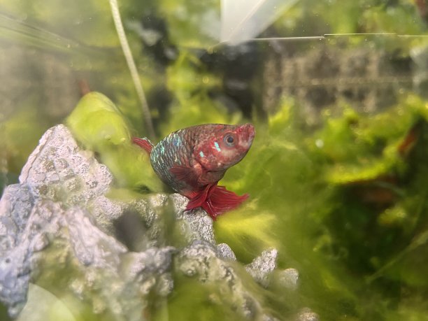 红搏鱼鱼图片下载