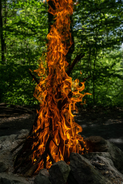 在树林里营火图片下载