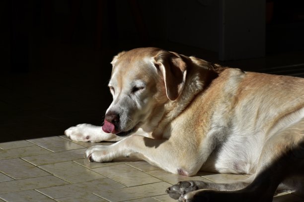 拉布拉多寻回犬的画像躺在厨房地板上，舌头伸着图片下载
