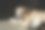 拉布拉多寻回犬的画像躺在厨房地板上，舌头伸着图片下载