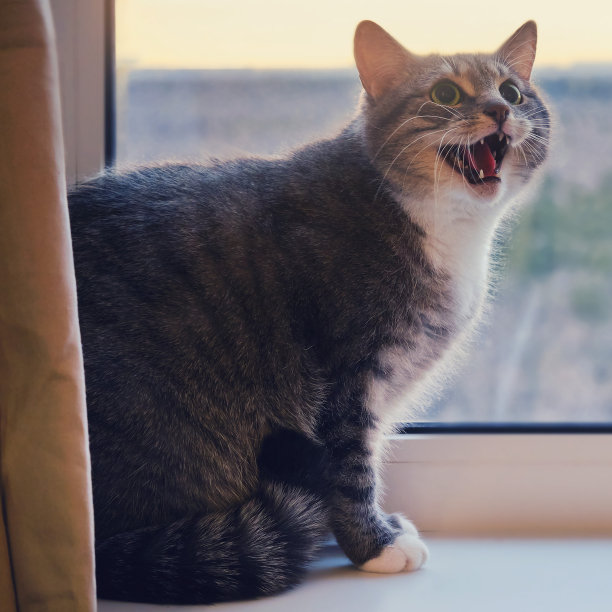 那只灰猫被吓到了，在窗边发出嘶嘶声图片下载