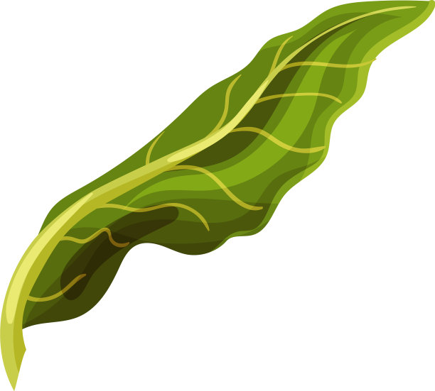 带有纤维的绿叶罗马卷心菜图片下载