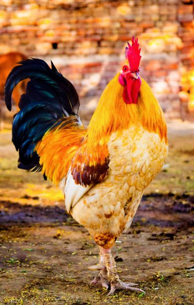 宠物爱图片下载