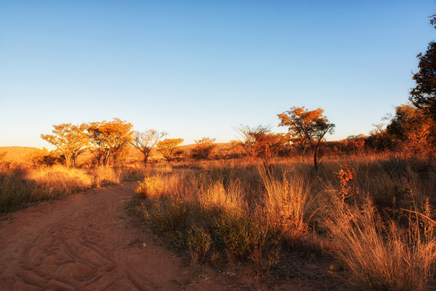 南非美丽的大草原景观。图片下载