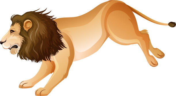 野狮在白色背景上跳跃图片下载