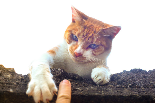 猫好奇的图片下载