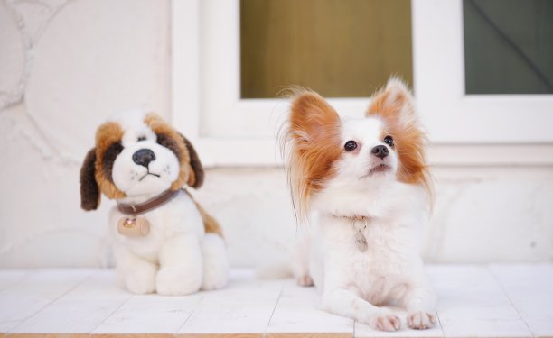 可爱的狗在白色的木地板上。纯种:大陆玩具犬蝶耳犬图片下载