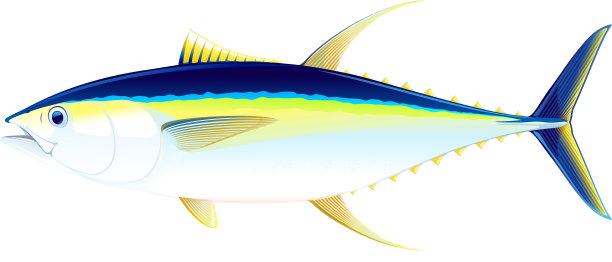 黄鳍金枪鱼图片下载