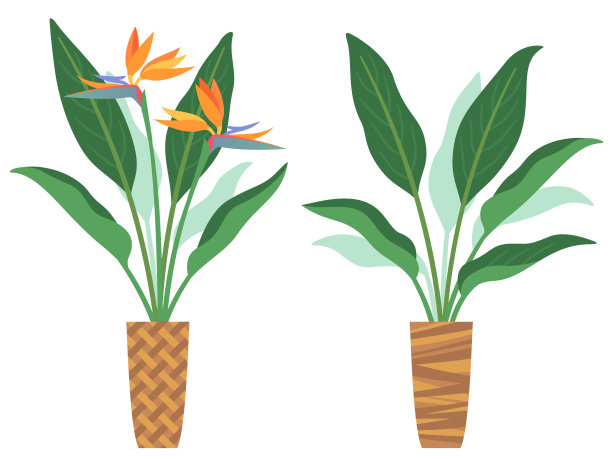 斯特雷利扎花花盆的插图图片下载