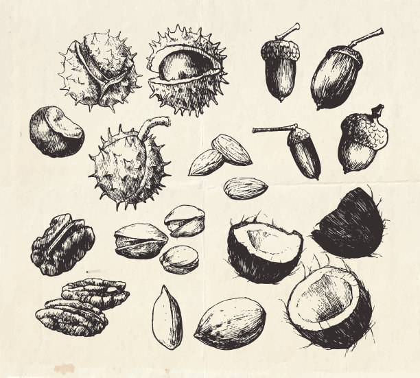 古董收集的手绘制坚果图片下载