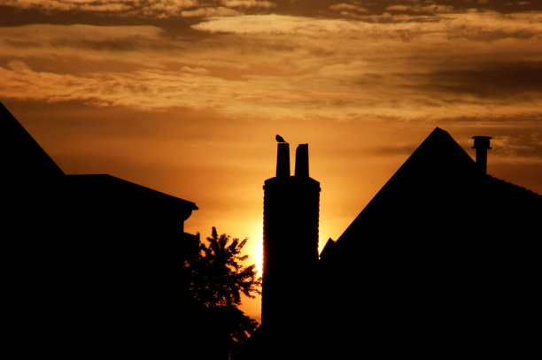 在日出时唱歌的黑鹂图片下载