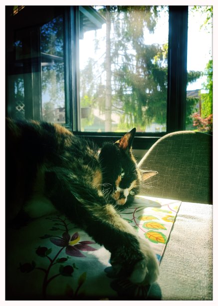 白花猫躺在餐桌上图片下载