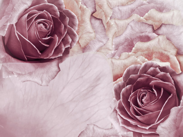 玫瑰的花粉色背景。一朵粉红色玫瑰的花和花瓣。文本。大自然。图片下载