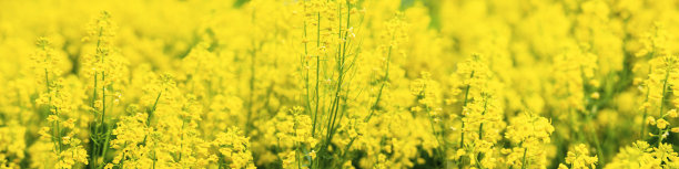 夏天的乡村景观图片下载