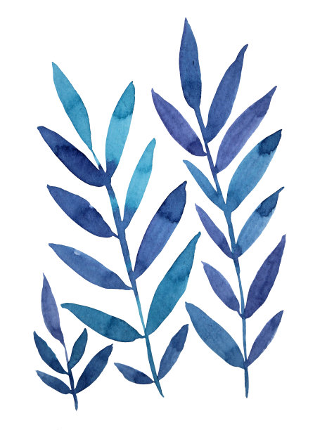 水彩手绘蓝色树枝与叶蕨孤立在白色的背景。艺术创作的自然对象，卡片，包装，纺织品，墙纸。图片下载