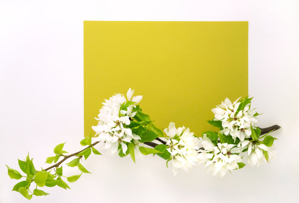 苹果树开花枝白绿背景平铺。白花蕾俯视图模板网页横幅复制空间图片下载