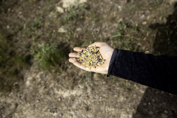 鸟食鸟图片下载