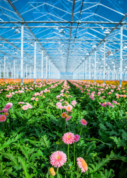 荷兰的非洲菊温室图片下载