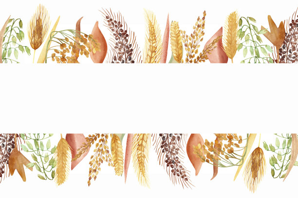 水彩手绘自然田野旗帜框，以黄、绿、白、燕麦、大麦、小米等谷物花束为白色背景，以请帖和贺卡为文字空间图片下载