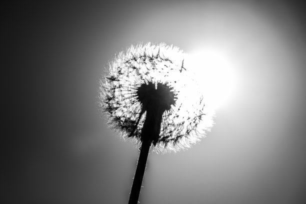 白色的蒲公英特写图片下载