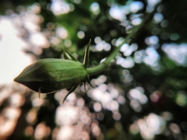 一个花蕾的背景与bukeh图片下载