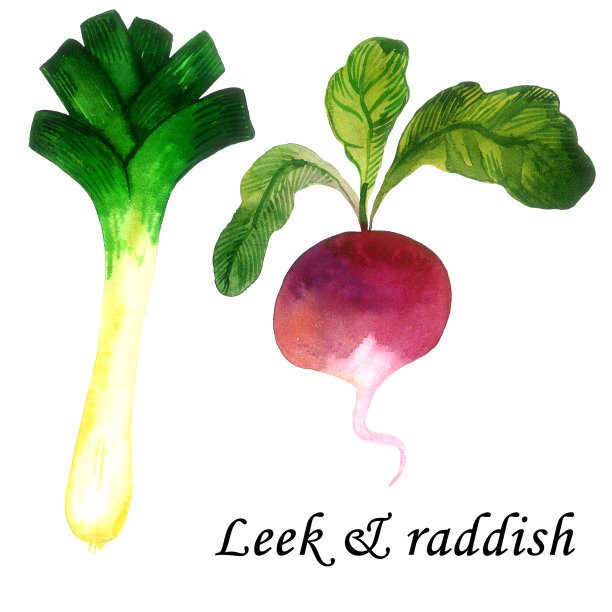 韭菜萝卜-健康蔬菜收集。在白色背景上孤立的元素。图片下载
